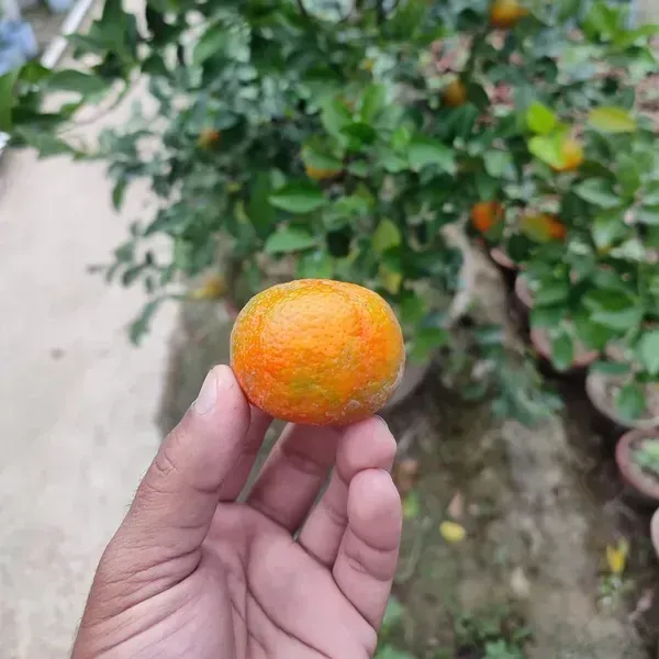 Pell_Sweet_Orange_Grafted_Lemon_Fruit_Plant