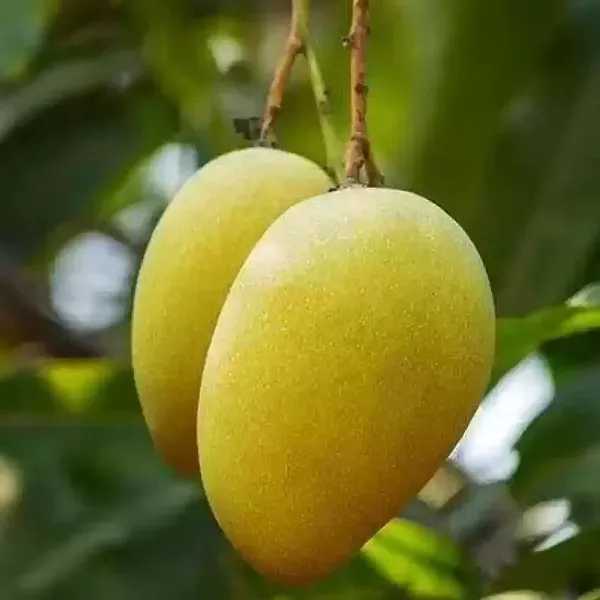 Honeydew_Grafted_Mango_Fruit_Plant