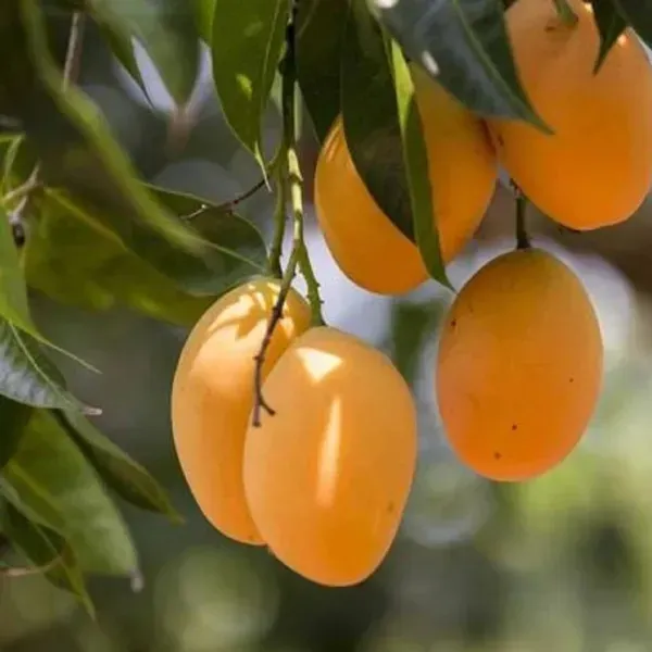 Honeydew_Grafted_Mango_Fruit_Plant