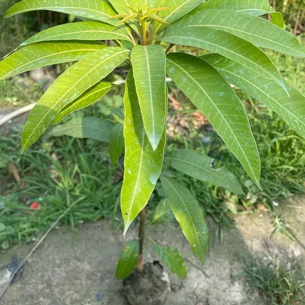 Honeydew_Grafted_Mango_Fruit_Plant