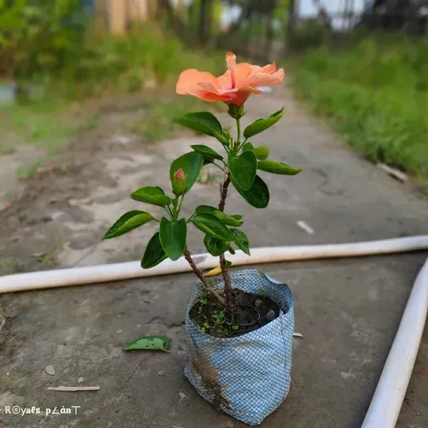 Moscheutos_Mallow_Orange_Large_Petal_Hibiscus_Flower_Plant
