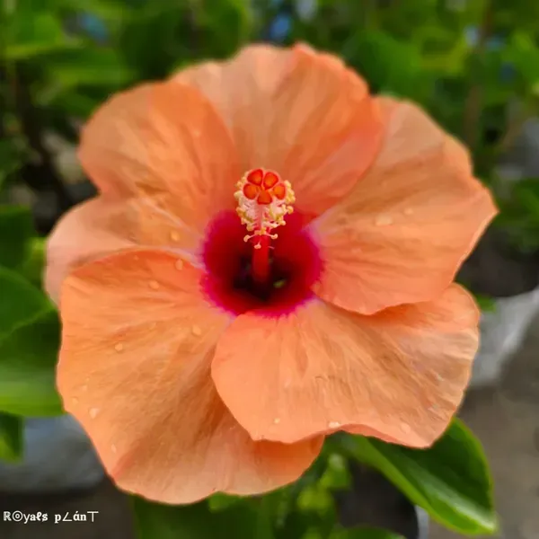 Moscheutos_Mallow_Orange_Large_Petal_Hibiscus_Flower_Plant