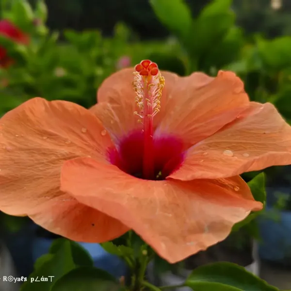 Moscheutos_Mallow_Orange_Large_Petal_Hibiscus_Flower_Plant