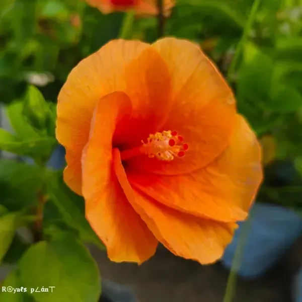Moscheutos_Mallow_Orange_Large_Petal_Hibiscus_Flower_Plant