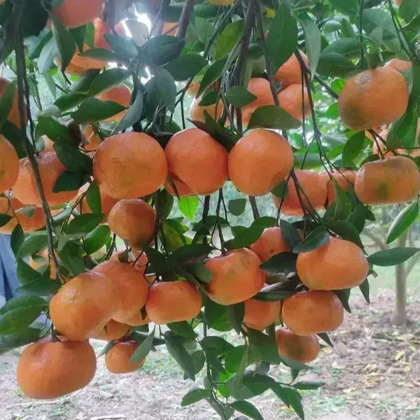 Ramrangan_Orange_Grafted_Lemon_Fruit_Plant