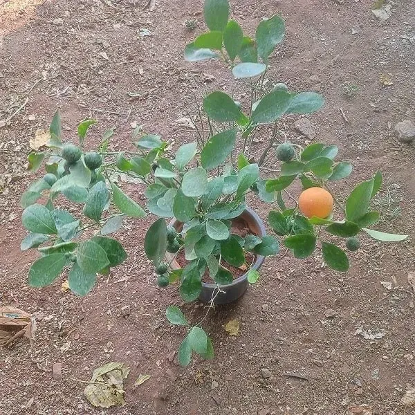 Ramrangan_Orange_Grafted_Lemon_Fruit_Plant