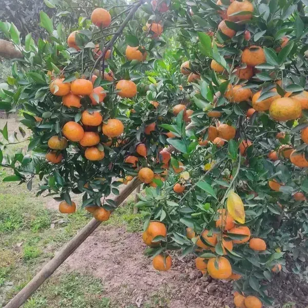 Ramrangan_Orange_Grafted_Lemon_Fruit_Plant