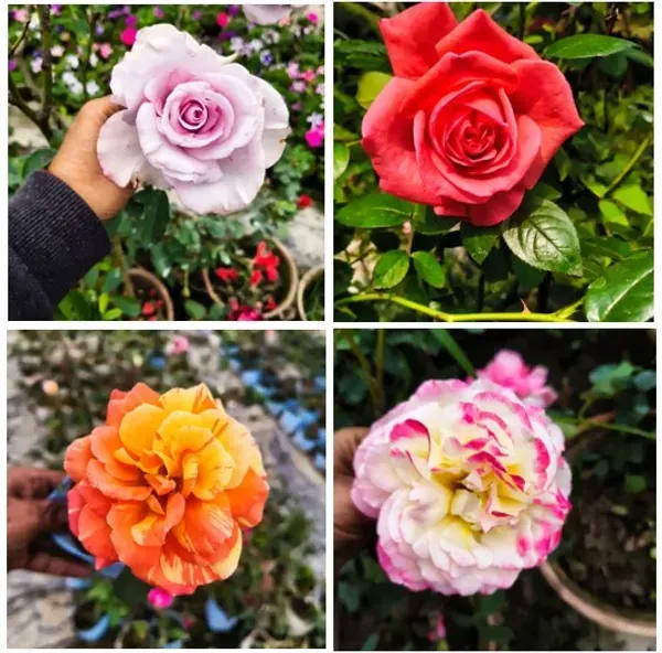 Rose_Flower_Plant_Combo_Pack_Of_4
