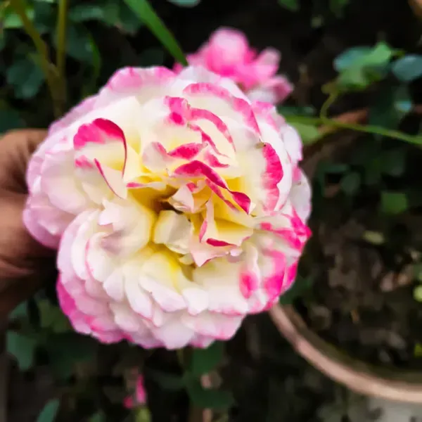 Rose_Flower_Plant_Combo_Pack_Of_4