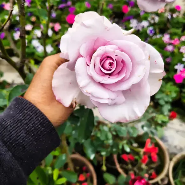 Rose_Flower_Plant_Combo_Pack_Of_4
