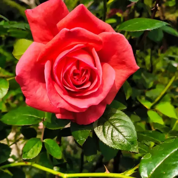 Rose_Flower_Plant_Combo_Pack_Of_4