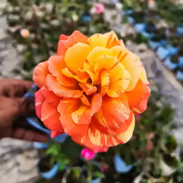 Rose_Flower_Plant_Combo_Pack_Of_4