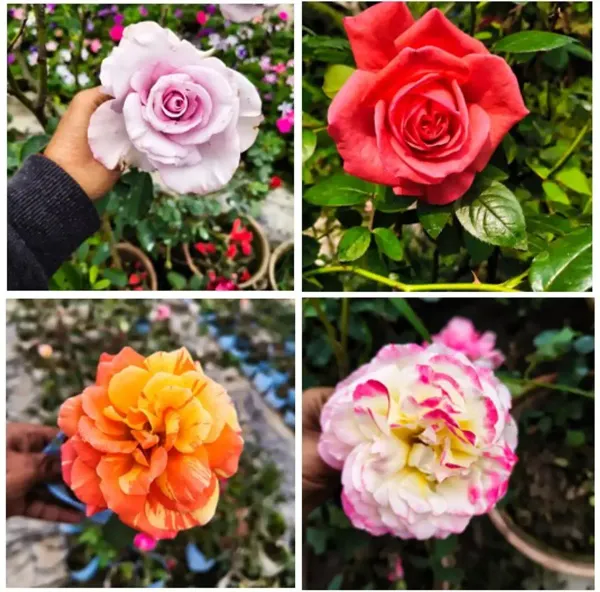 Rose_Flower_Plant_Combo_Pack_Of_4