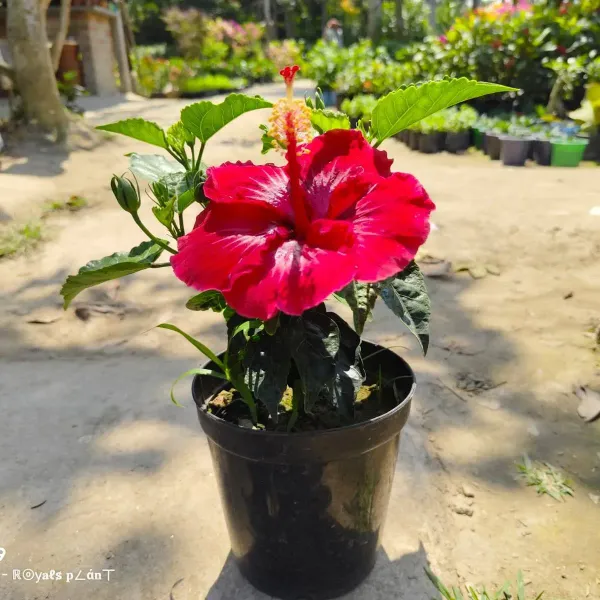 Dark_Red_American_Hibiscus_Flower_Plants