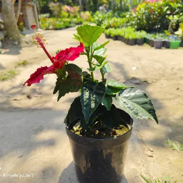 Dark_Red_American_Hibiscus_Flower_Plants