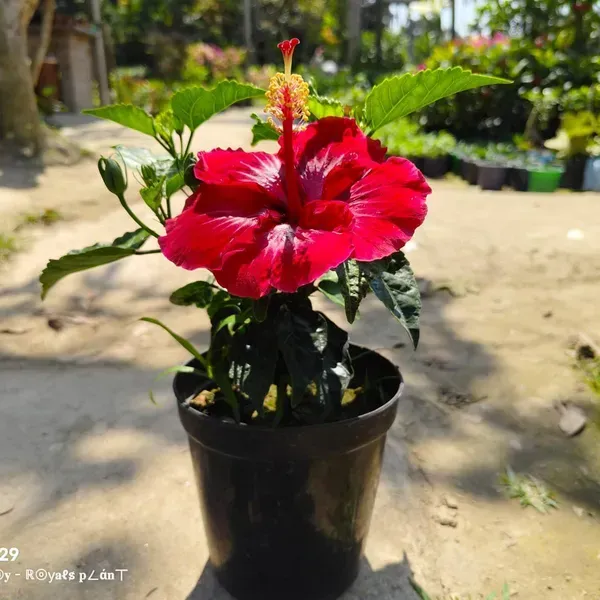 Dark_Red_American_Hibiscus_Flower_Plants