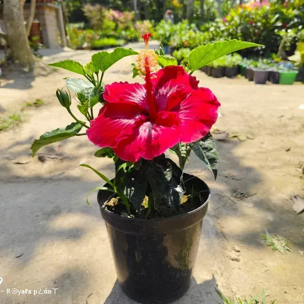 Dark_Red_American_Hibiscus_Flower_Plants