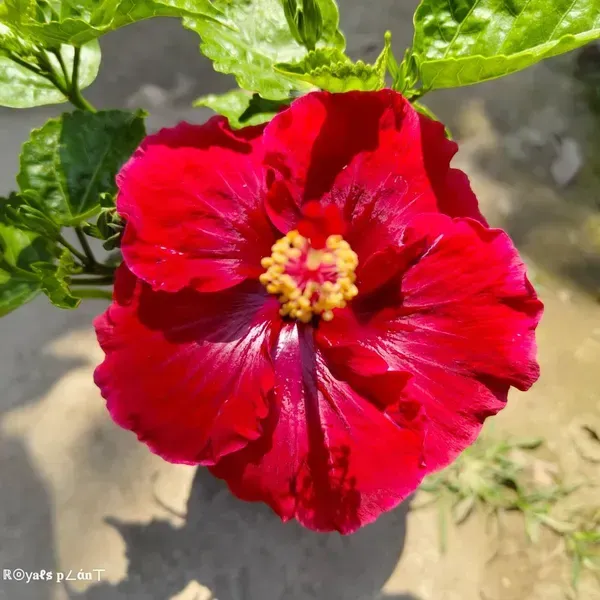 Dark_Red_American_Hibiscus_Flower_Plants