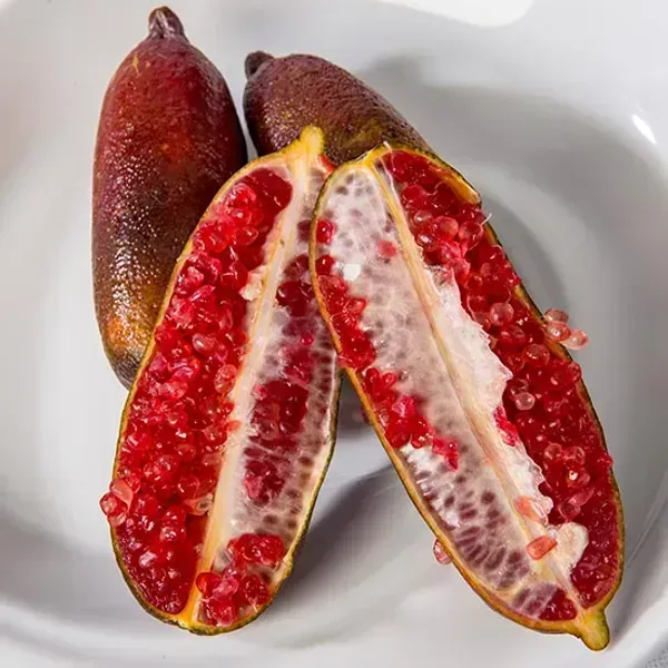Red_Finger_Lemon_Grafted_Fruit_Plant