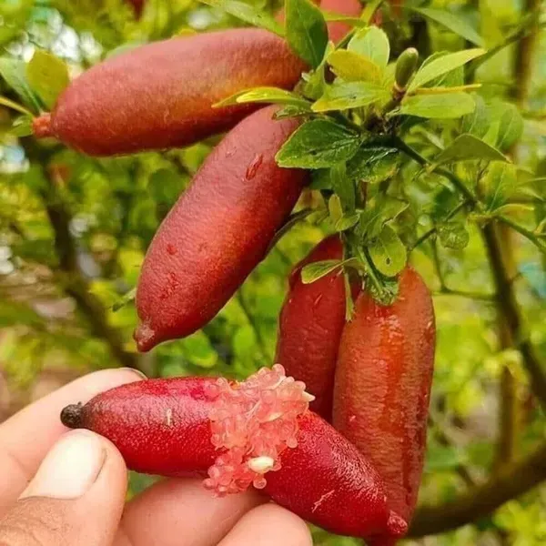 Red_Finger_Lemon_Grafted_Fruit_Plant