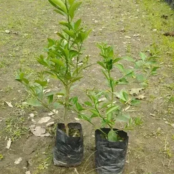 Red_Finger_Lemon_Grafted_Fruit_Plant