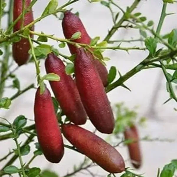 Red_Finger_Lemon_Grafted_Fruit_Plant