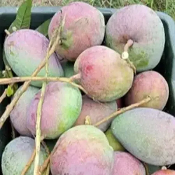 Arunika_Mango_Grafted_Fruit_Hybrid_Plant