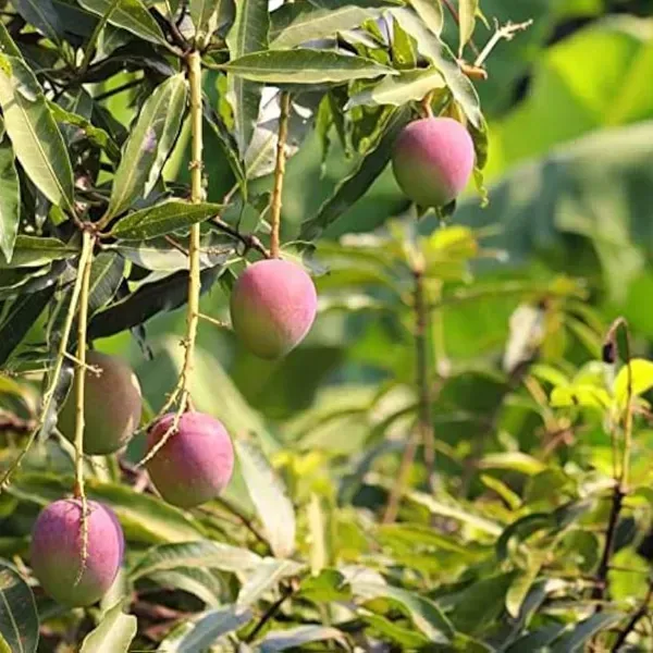 Arunika_Mango_Grafted_Fruit_Hybrid_Plant