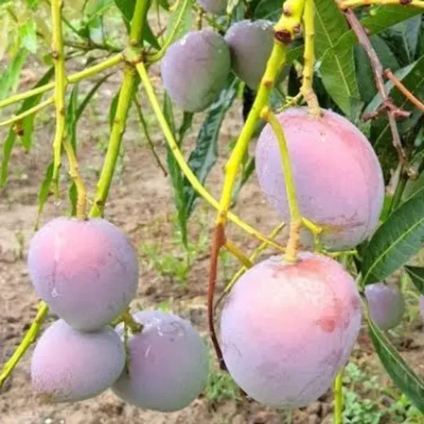 Arunika_Mango_Grafted_Fruit_Hybrid_Plant
