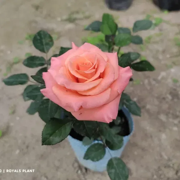 Pink_Climbing_Rose_Flower_Plant