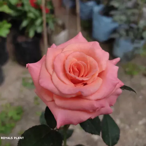 Pink_Climbing_Rose_Flower_Plant