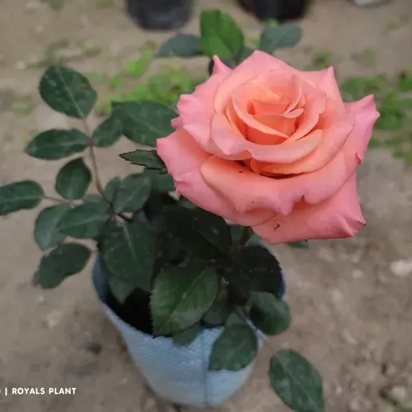 Pink_Climbing_Rose_Flower_Plant