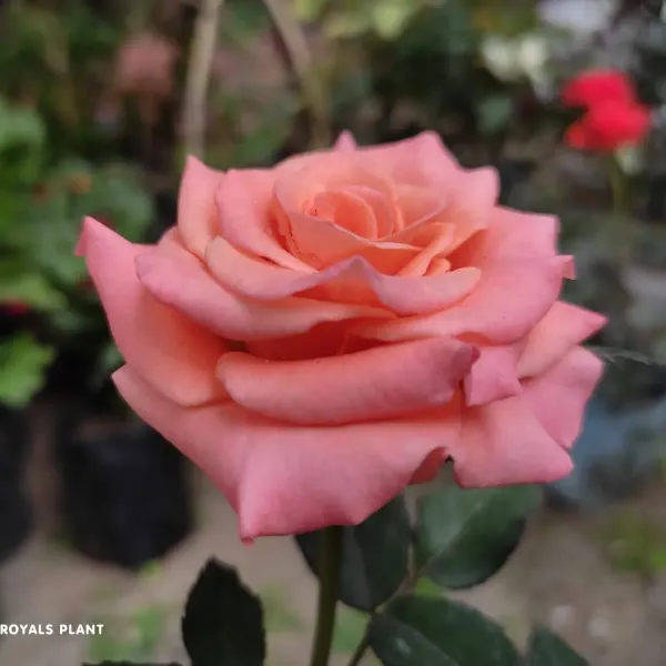 Pink_Climbing_Rose_Flower_Plant