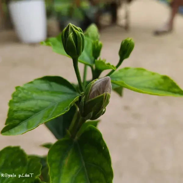 American_Variety_Hibiscus_Flower_Plant