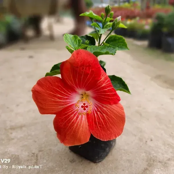 American_Variety_Hibiscus_Flower_Plant