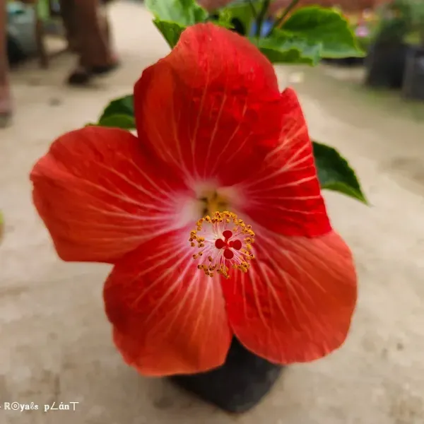 American_Variety_Hibiscus_Flower_Plant