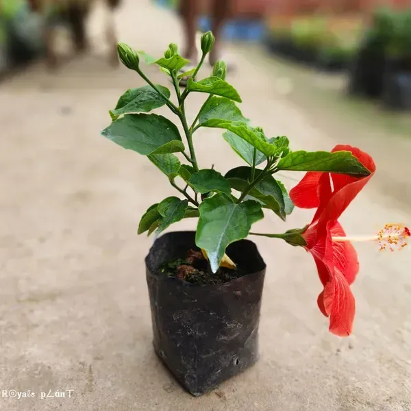 American_Variety_Hibiscus_Flower_Plant