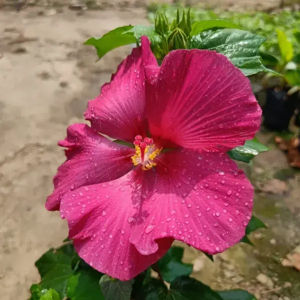 Land_Lotus_Flower_Plant_Red_For_Home_Garden