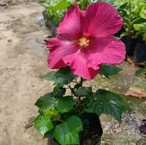 Land_Lotus_Flower_Plant_Red_For_Home_Garden
