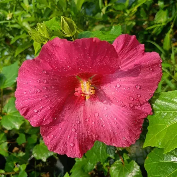 Land_Lotus_Flower_Plant_Red_For_Home_Garden