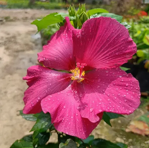 Land_Lotus_Flower_Plant_Red_For_Home_Garden