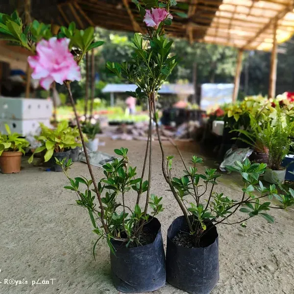 Variegated_Azalea_Flower_Plant_For_Home_Garden