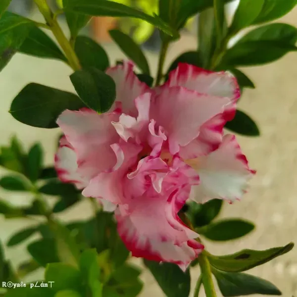 Variegated_Azalea_Flower_Plant_For_Home_Garden