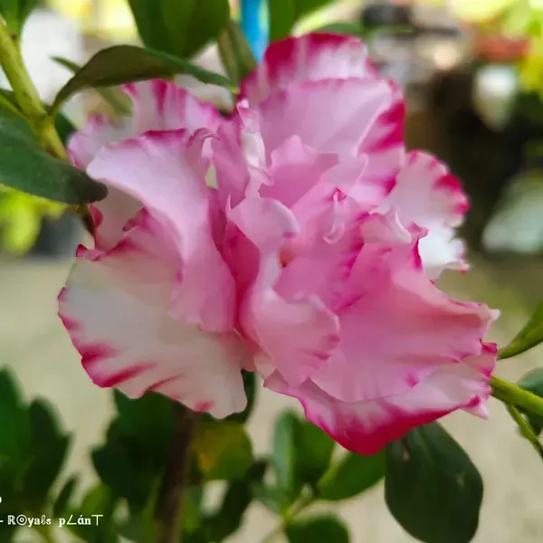 Variegated_Azalea_Flower_Plant_For_Home_Garden