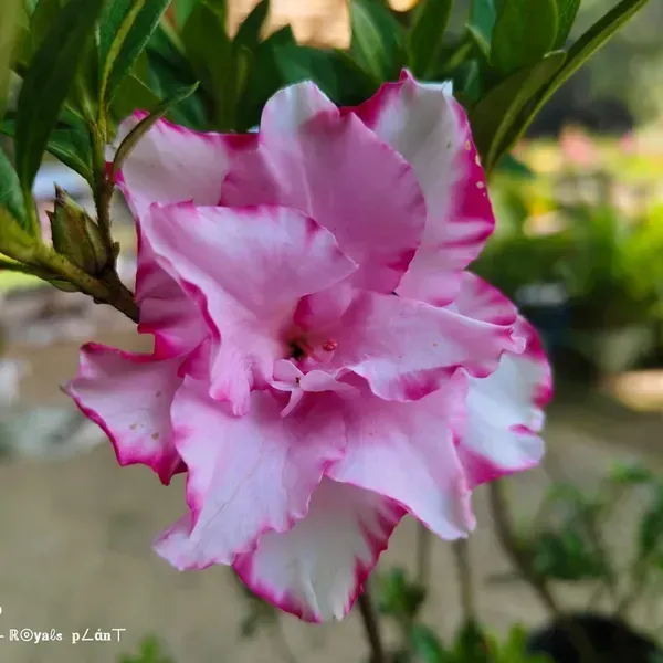 Variegated_Azalea_Flower_Plant_For_Home_Garden
