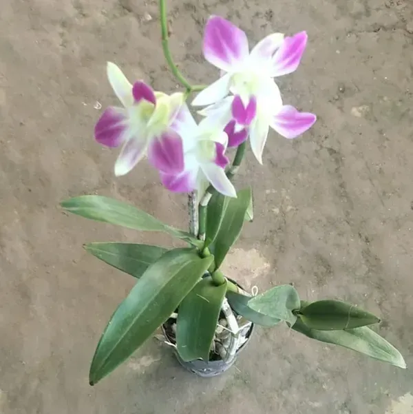 Orchid_Flower_Plant_Variegated_For_Home_Garden
