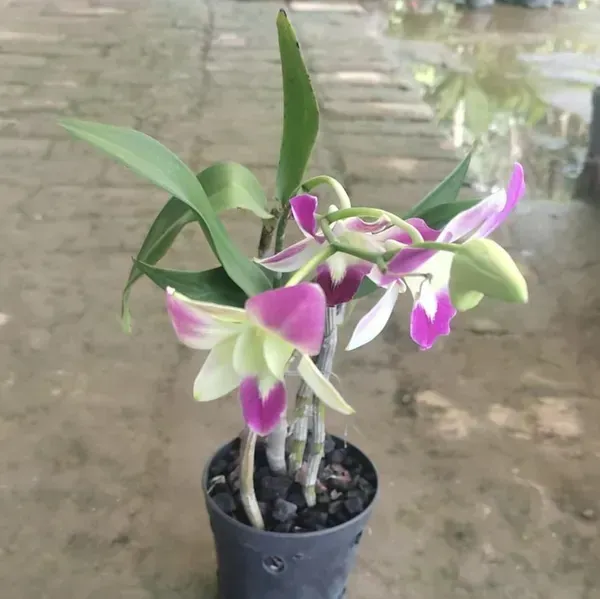 Orchid_Flower_Plant_Variegated_For_Home_Garden