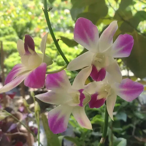Orchid_Flower_Plant_Variegated_For_Home_Garden