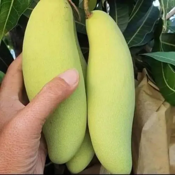 Banana_Mango_Grafted_Fruit_Plant