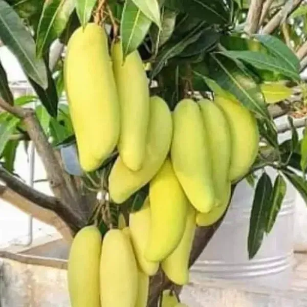 Banana_Mango_Grafted_Fruit_Plant